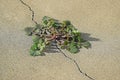 Dandelion (Taraxacum sp.) plant growing out of a crack in a concrete slab. Royalty Free Stock Photo