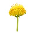 Dandelion Yellow Bloomed Flower Bud on Stem Isolated on White Background Vector Illustration