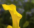 A dandelion yellow Calla lily