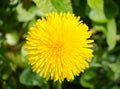 Dandelion. Yellow dandelion bloom on the field. Closeup.