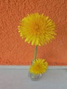 Dandelion yellow flower arranged vase still life studio lighting Royalty Free Stock Photo