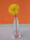 Dandelion yellow flower arranged vase still life studio lighting Royalty Free Stock Photo