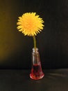 Dandelion yellow flower arranged vase still life studio lighting Royalty Free Stock Photo