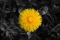 Dandelion Yellow Flower