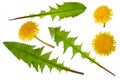 Dandelion yellow flower and green leaf set isolated on white background Royalty Free Stock Photo