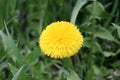 Dandelion yellow flower on green leaves background Royalty Free Stock Photo