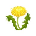 Dandelion with yellow flower and green leaves. Flowering summer plant. Nature theme. Flat vector design