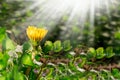 Dandelion yellow flower growing in spring time on the green grass with sun rays. Morning time. Space for text. Sping or summer Royalty Free Stock Photo