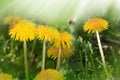 Dandelion yellow flower growing in spring time on the green grass with sun rays. Morning time. Space for text. Sping or summer Royalty Free Stock Photo