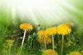 Dandelion yellow flower growing in spring time on the green grass with sun rays. Morning time. Space for text. Sping or summer Royalty Free Stock Photo