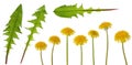 Dandelion yellow flower on stem  and green leaf set isolated on white background Royalty Free Stock Photo