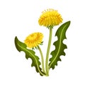 Dandelion Yellow Flower on Stem with Green Leaves Isolated on White Background Vector Illustration