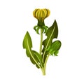 Dandelion Yellow Flower on Stem with Green Leaves Isolated on White Background Vector Illustration