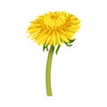 Dandelion Yellow Flower on Stem Isolated on White Background Vector Illustration