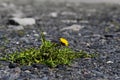 Dandelion with yellow flower, survival artist weed on a gravel r Royalty Free Stock Photo