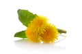 Dandelion yellow flowers isolated on white background. Spring background Royalty Free Stock Photo