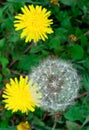 Dandelion yellow and fluffy in the natural environment Royalty Free Stock Photo