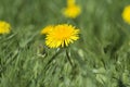 Dandelion. Yellow spring field flower Royalty Free Stock Photo