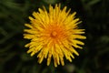 Dandelion yellow spring flower close-up macro