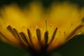 Dandelion yellow spring flower close-up macro