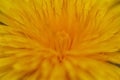 Dandelion yellow spring flower close-up macro