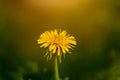 Dandelion. Yellow spring flower on a green blurry background. Macro. Royalty Free Stock Photo