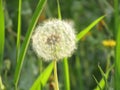 DandelionFlower Good Flower night Royalty Free Stock Photo