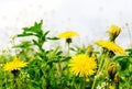 Dandelions Royalty Free Stock Photo