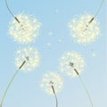 Dandelions