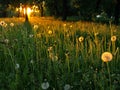 Dandelions