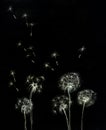 Dandelions