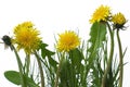 Dandelions Royalty Free Stock Photo