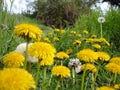 Dandelions