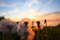 Dandelions against the backdrop of the sun setting beyond the horizon