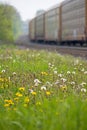 Dandelions Along The Tracks With A Freight Train In The Background Royalty Free Stock Photo