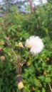 A Dandelions is already to fly bring your dreams come true. Royalty Free Stock Photo