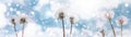 Dandelions on a background of blue sky with clouds web banner:summer time concept Royalty Free Stock Photo