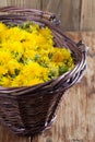 Dandelions in a basket Royalty Free Stock Photo