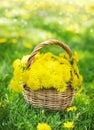 Dandelions in the basket Royalty Free Stock Photo