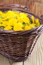Dandelions in a basket Royalty Free Stock Photo