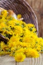 Dandelions in a basket