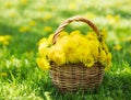 Dandelions in the basket Royalty Free Stock Photo