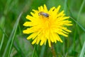 Dandelions with a bee, grass