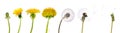 Dandelions from the begining to senility Royalty Free Stock Photo