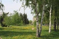 Dandelions in the birches