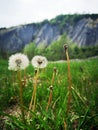 Dandelions at the Black Ravine - Rapa Neagra Royalty Free Stock Photo