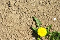 Dandelions Blooming in Ground