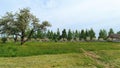 Dandelions are blooming in a partially mowed grassy meadow. Along the edges of the meadow grow birch trees and fruit trees that bl Royalty Free Stock Photo