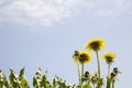 Dandelions blooming in spring in Finland Royalty Free Stock Photo
