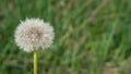 Dandelions blowing head. Fluffy dandelion seed. Macro taraxacum seed head. One head of dandelions on green background Royalty Free Stock Photo